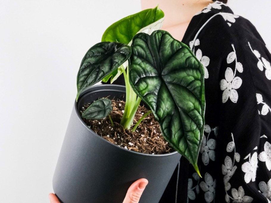 Алоказия лютербахиана