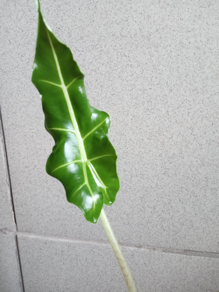 Алоказия паутинный клещ