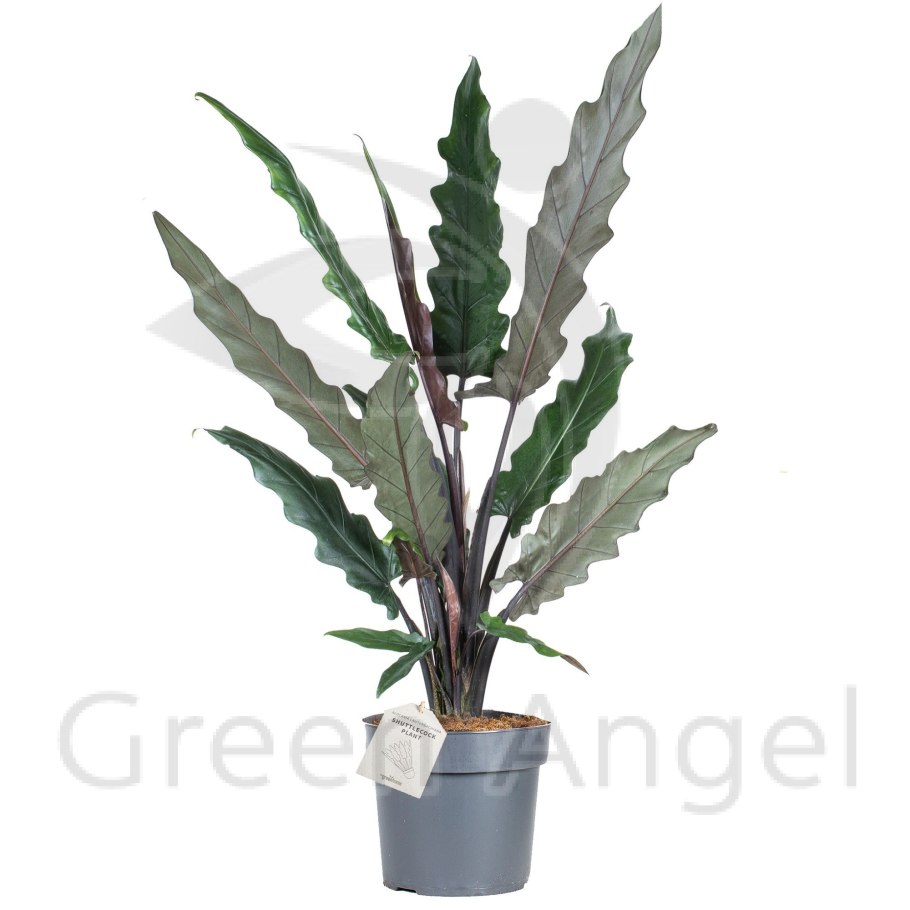 Алоказия lauterbachiana