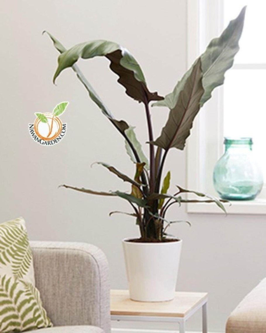 Алоказия Лаутербаха