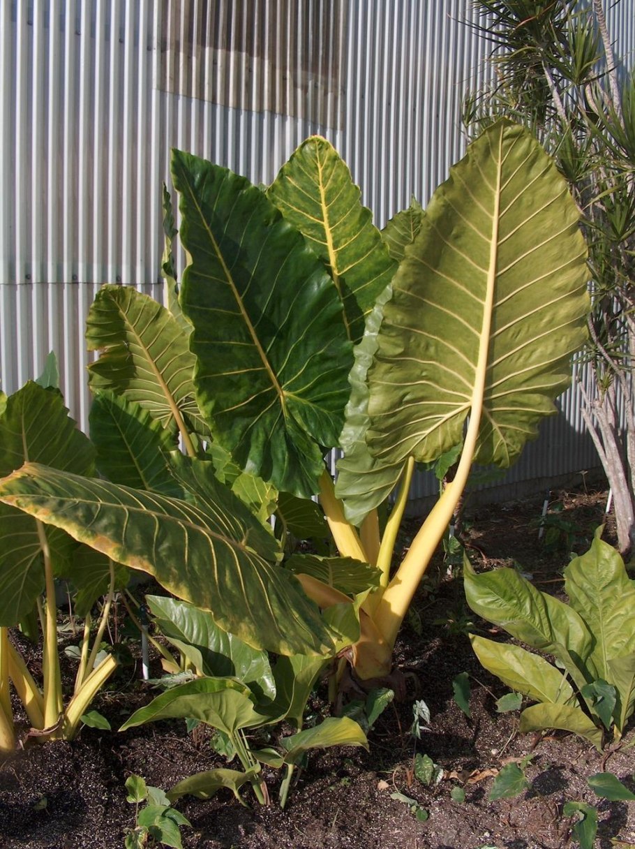 Алоказия Регал Шилдс