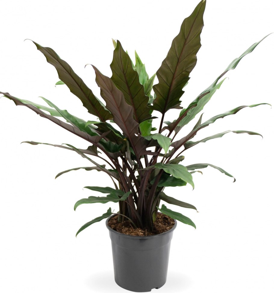 Алоказия Лаутербаха