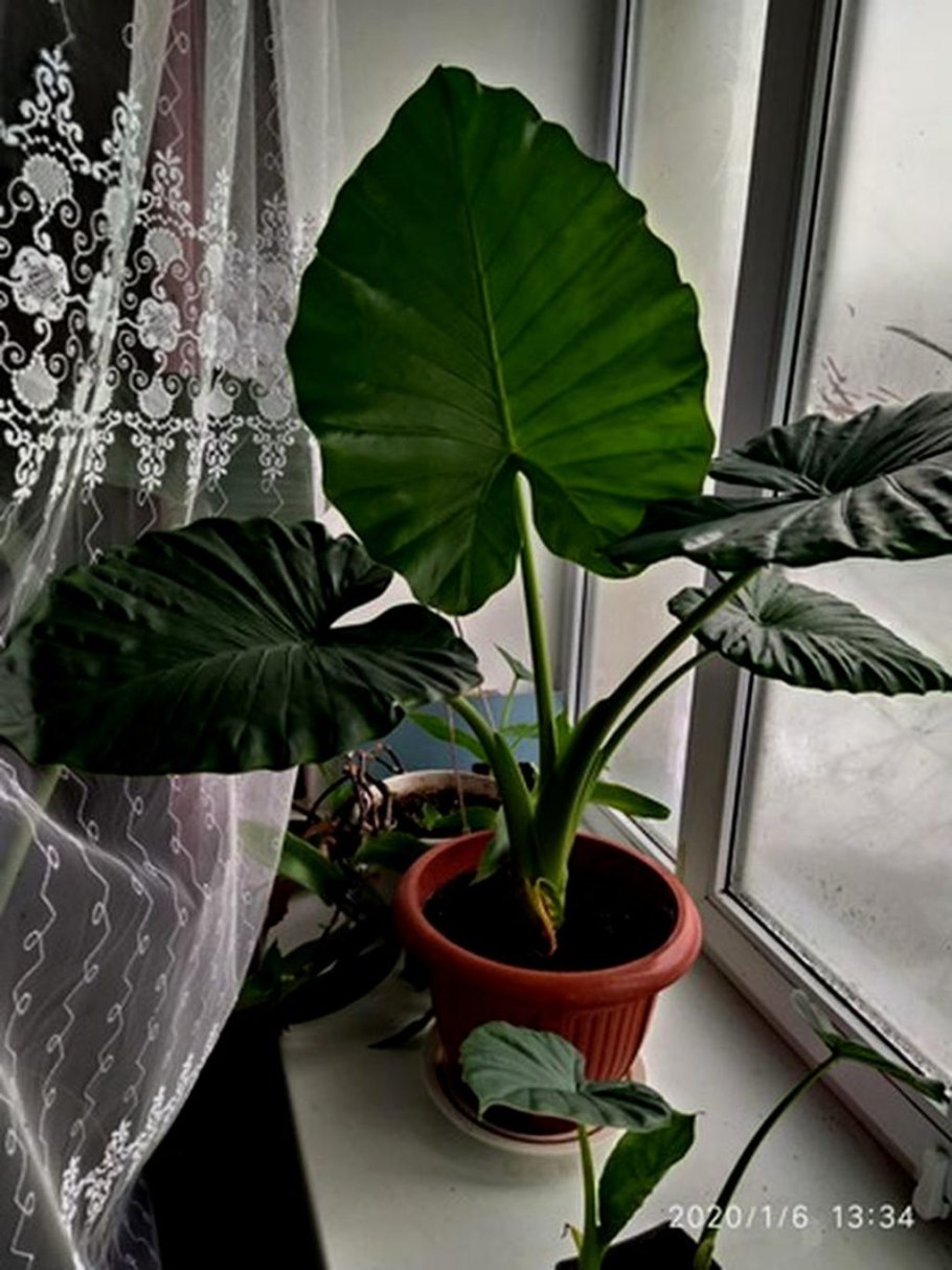 Алоказия чантриери