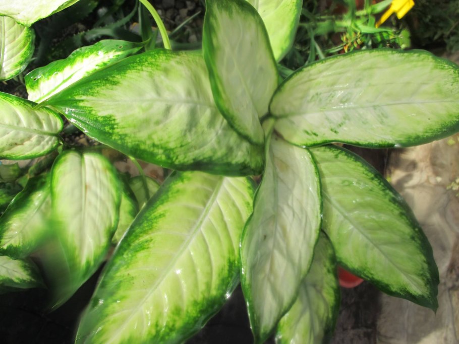 Диффенбахия компакта Dieffenbachia compacta