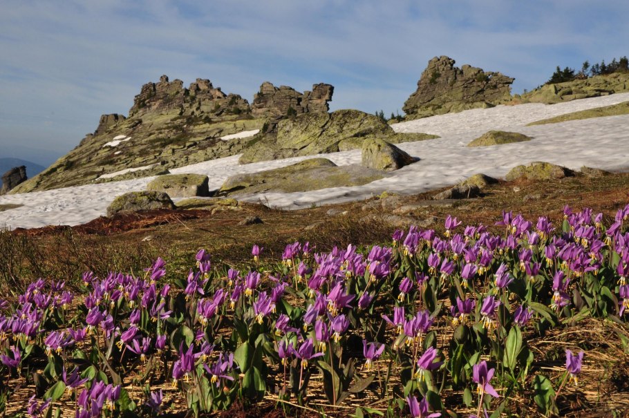 Шория кандыки