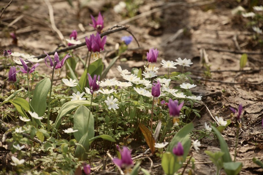Кандык Сибирский Алтайский заповедник
