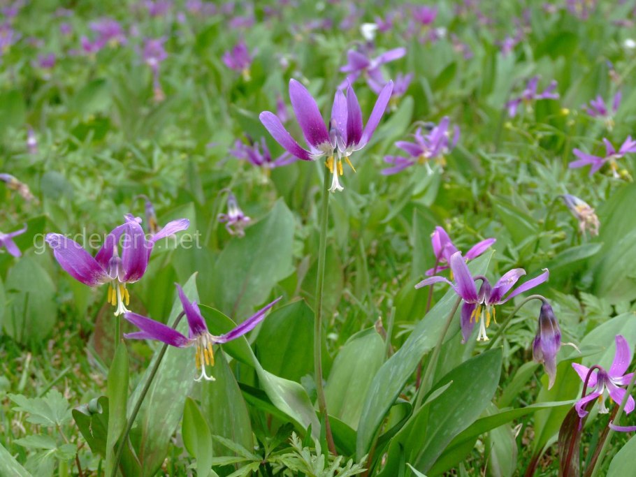 Кандыки Тульская область фото