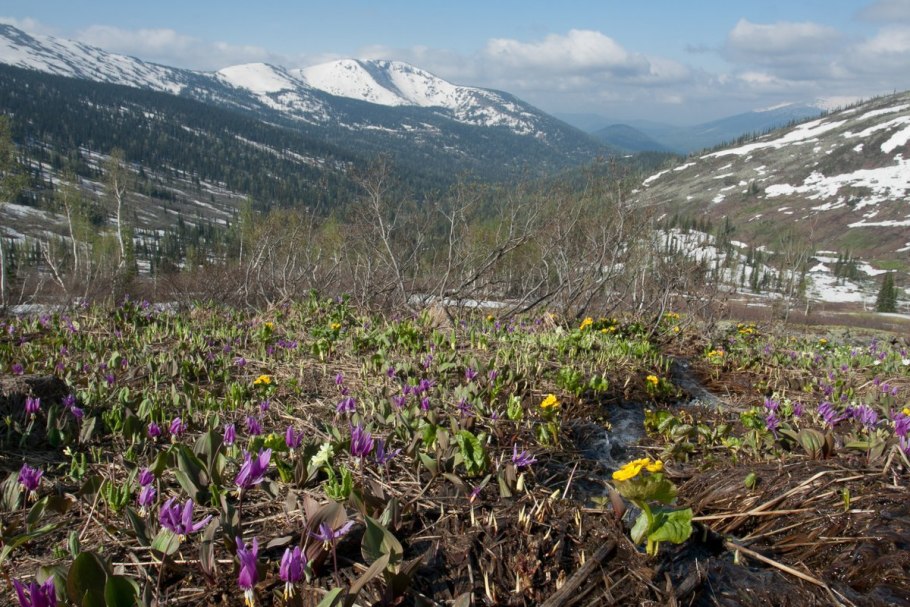 Кузнецкий Алатау Весна