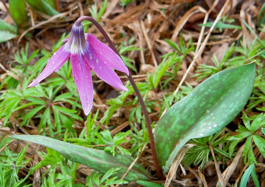 Эритрониум Кандык