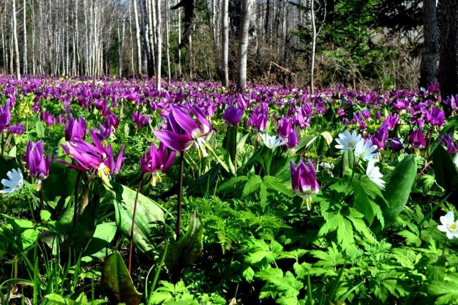 Кандык Сибирский