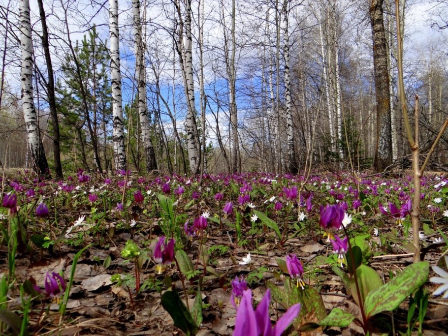Кандык (Erythronium)