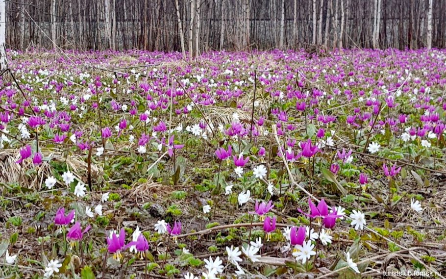 Село Кандык