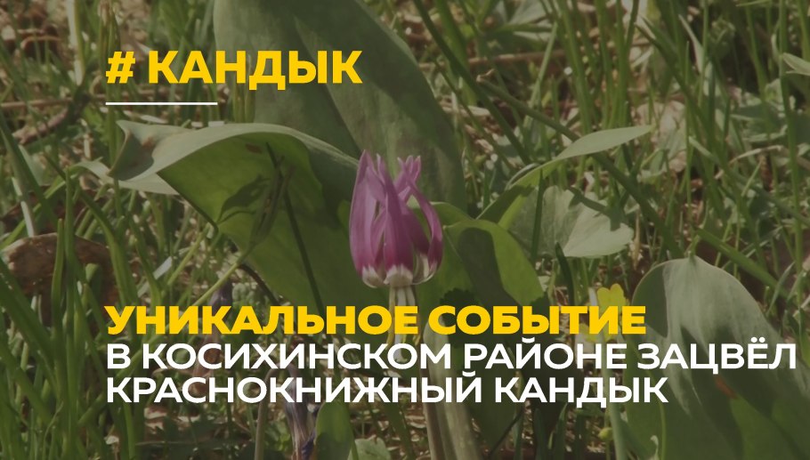 Прострел Тункинская Долина