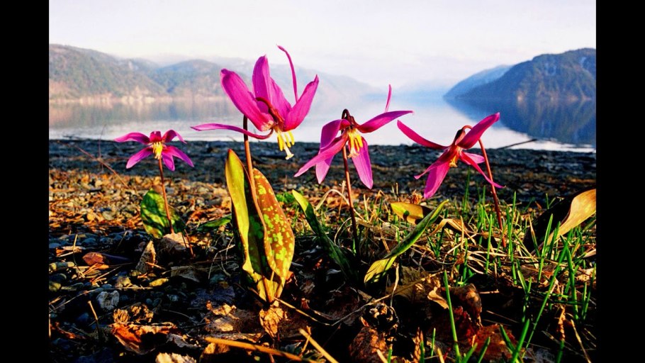 Сибирские первоцветы Кандык