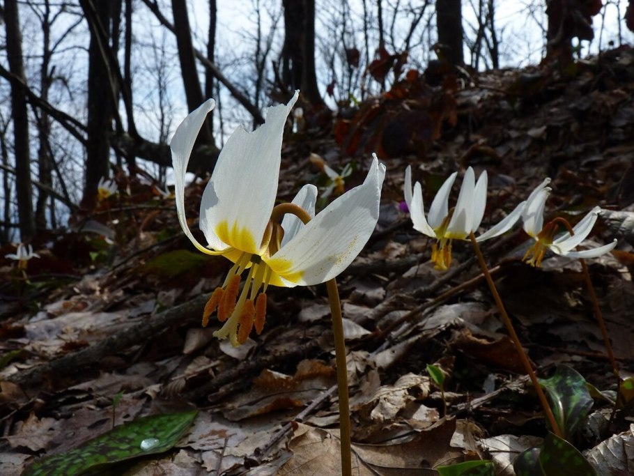 Кузнецкий Алатау Весна
