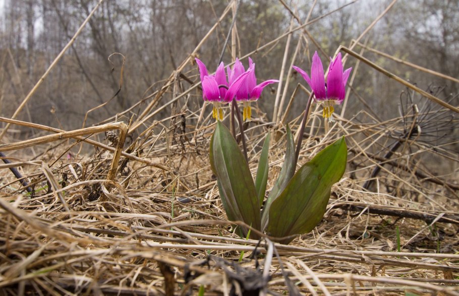 Тигирекский заповедник Алтайского края Кандык Сибирский