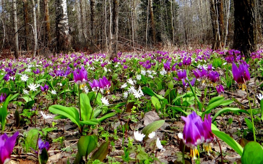 Цветок Кандык кавказский