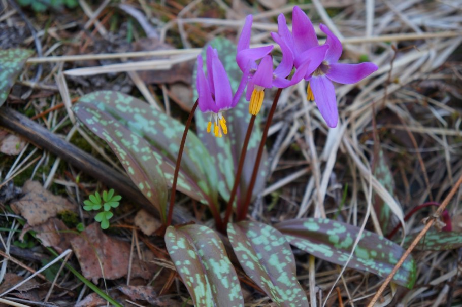 Горные первоцветы Кавказа