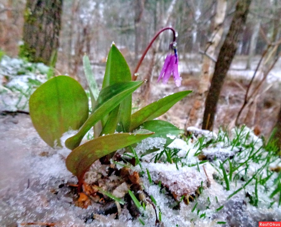 Кандык Поляна