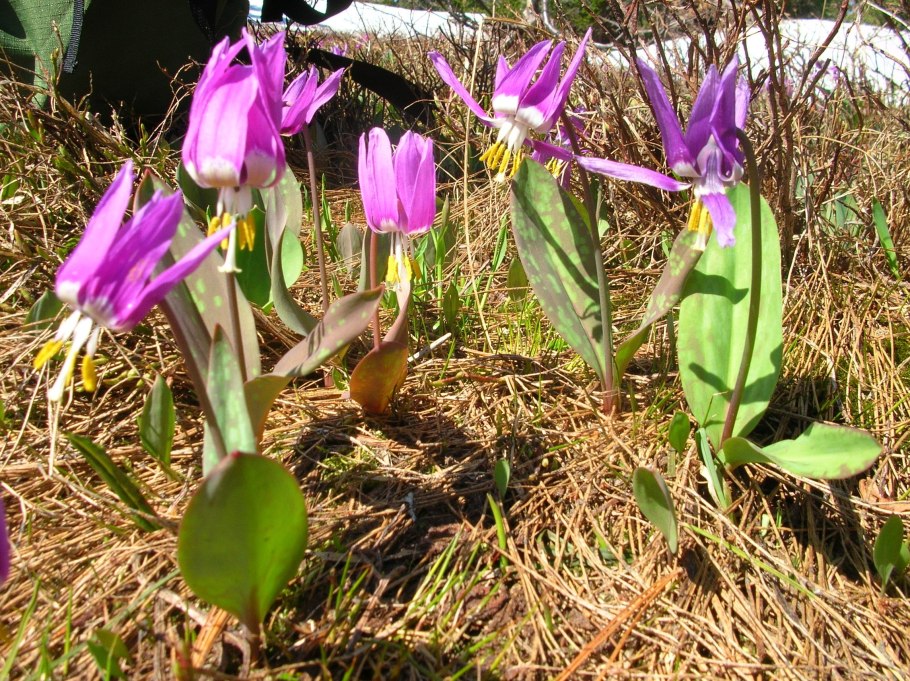 Кандык Сибирский плод