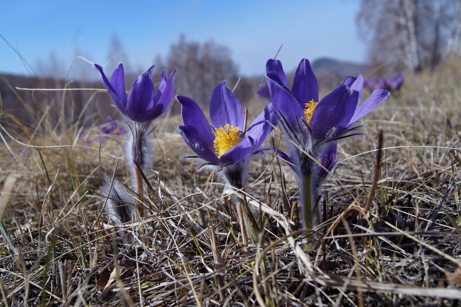 Кандык Абхазии