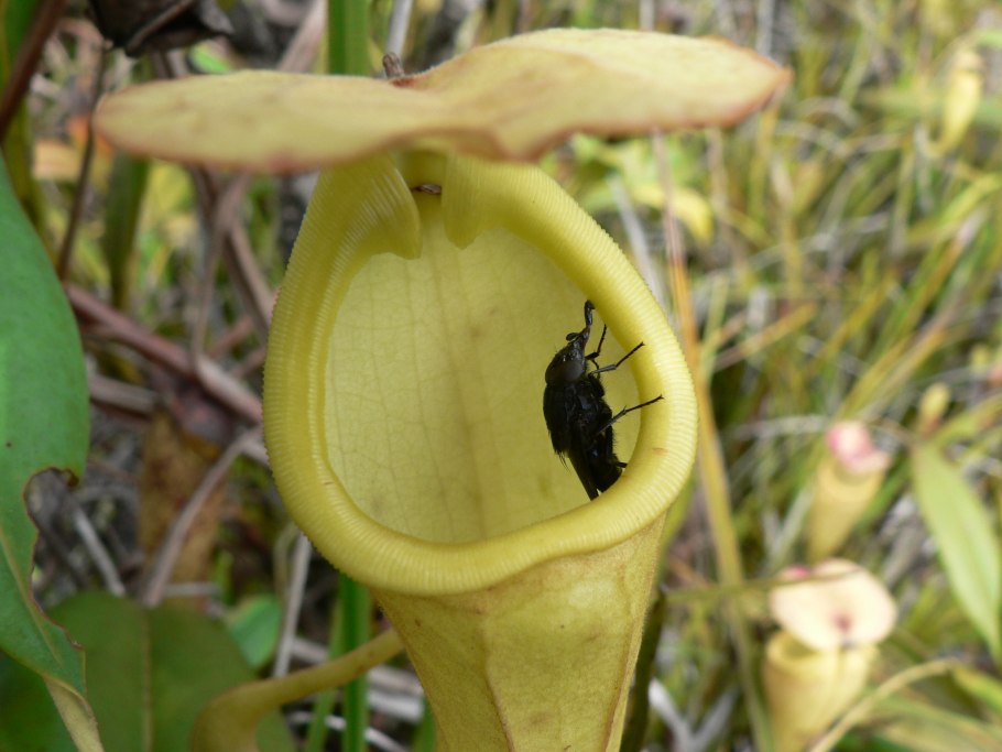 Насекомые из растений