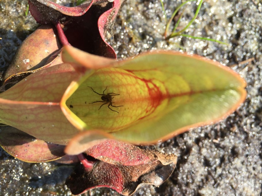 Непентес мадагаскарский