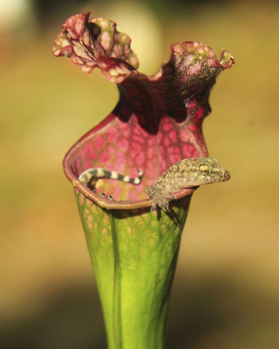 Саррацения непентес