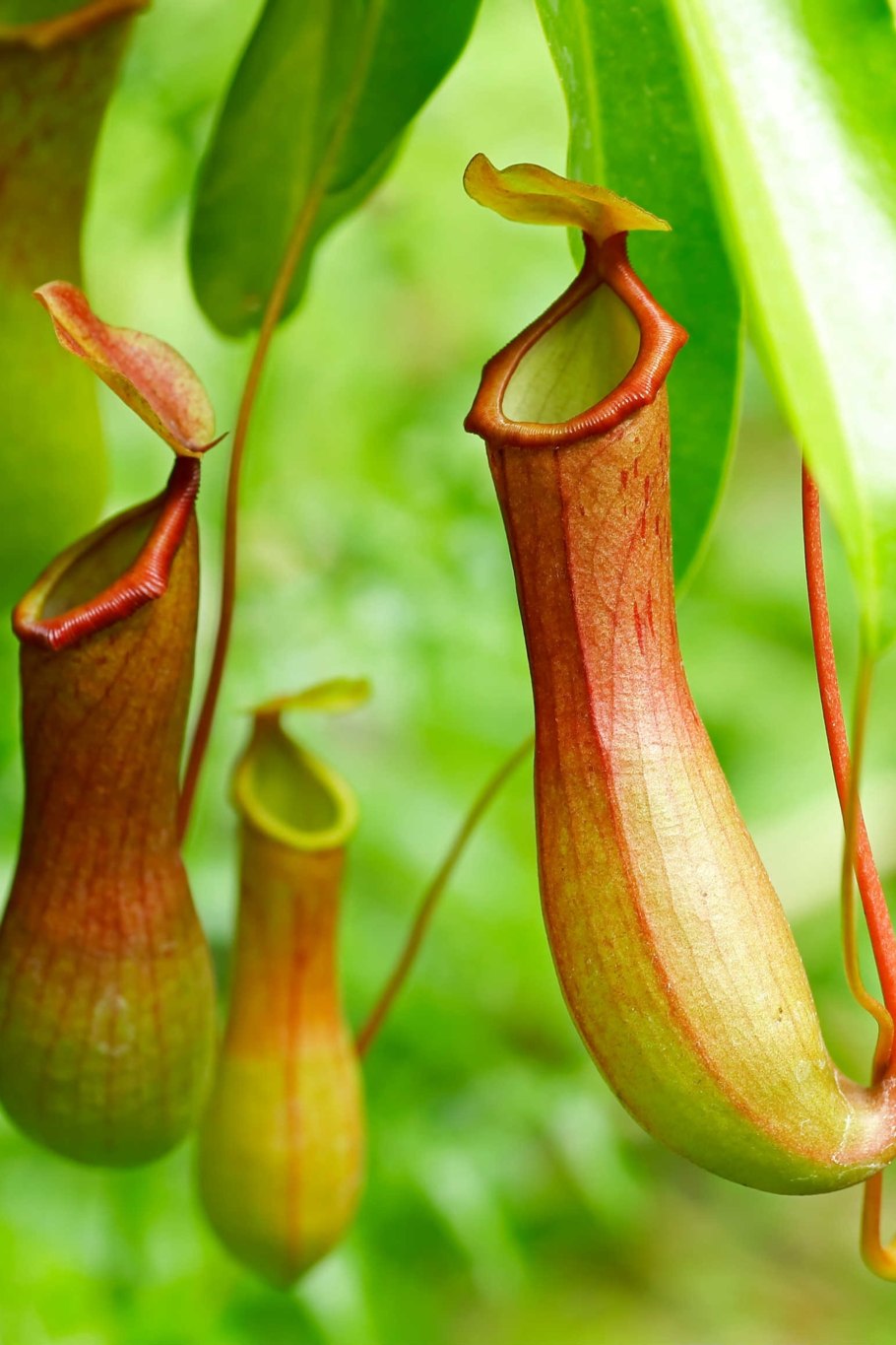 Дионея Муха