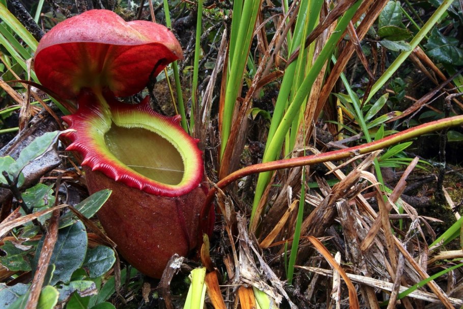 Nepenthes hookeriana