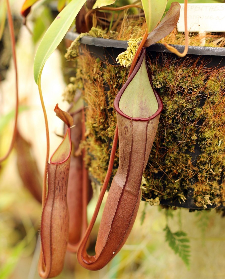 Растения охотники Венерина мухоловка