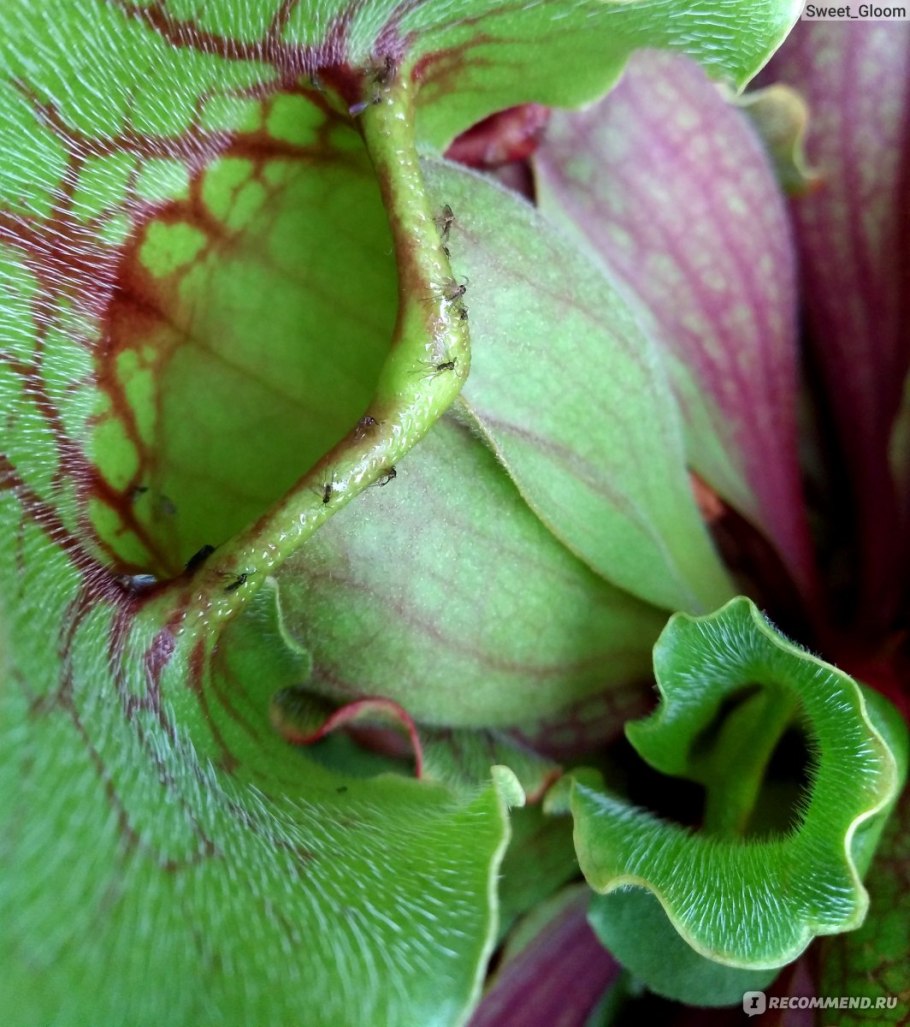 Хищные растения