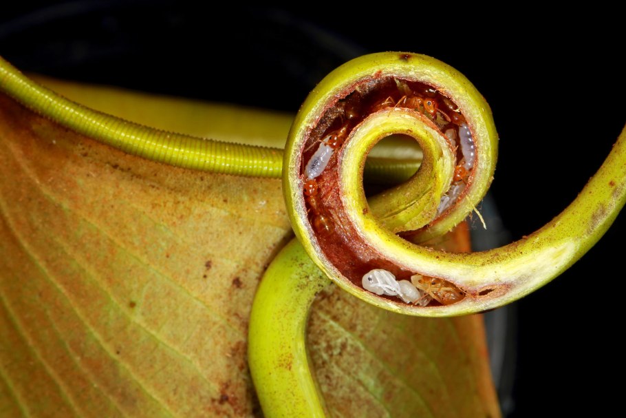 Саррацения Джонса