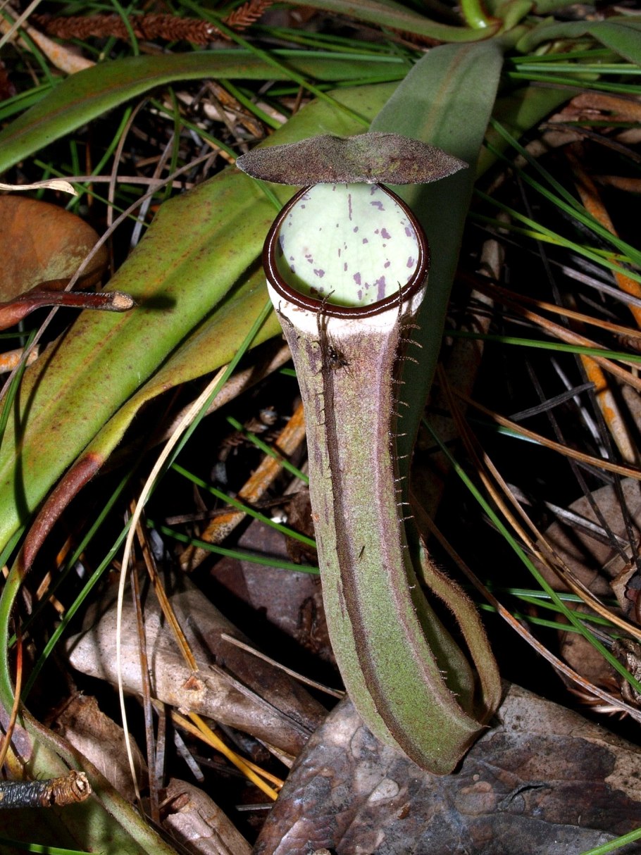 Кувшиночник непентес