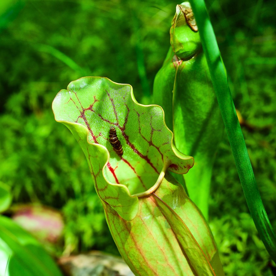 Саррацения с насекомым