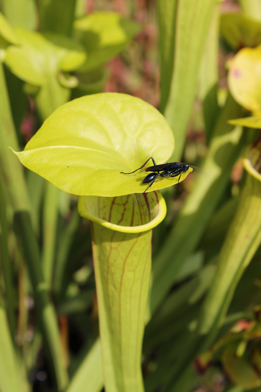 «Насекомоядные растения» Дарвин