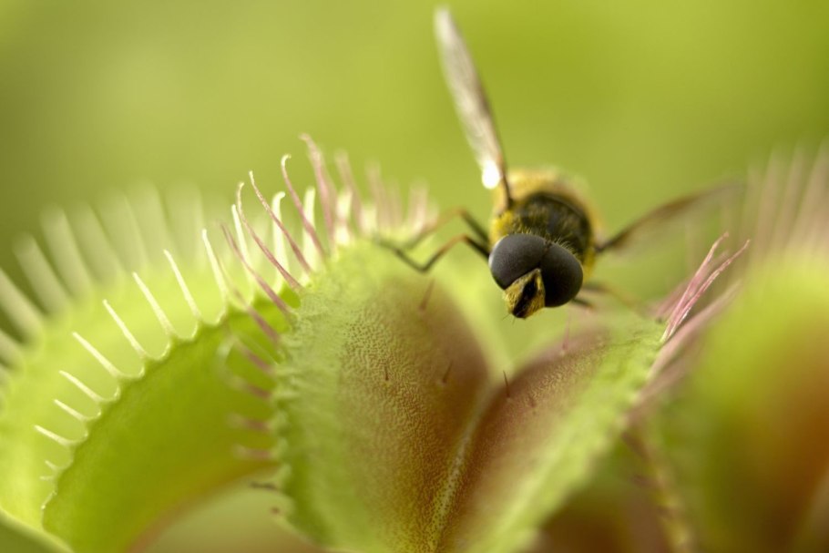 Венерина мухоловка