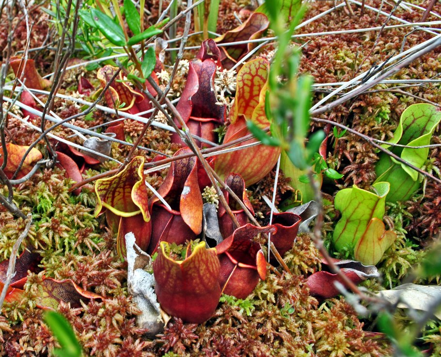 Саррацения Фарнхами