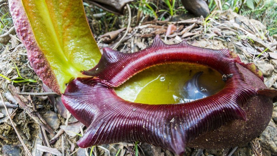 Гелиамфора поникающая