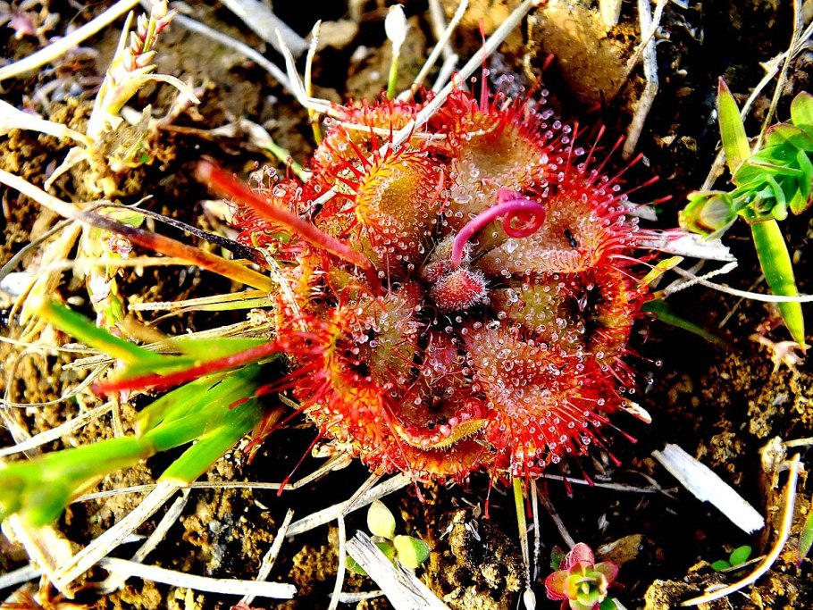 Саррацения в горшке