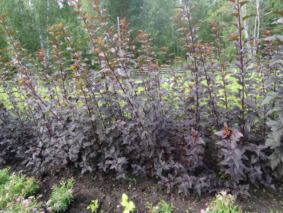 Пузыреплодник калинолистный Andre (Андре)