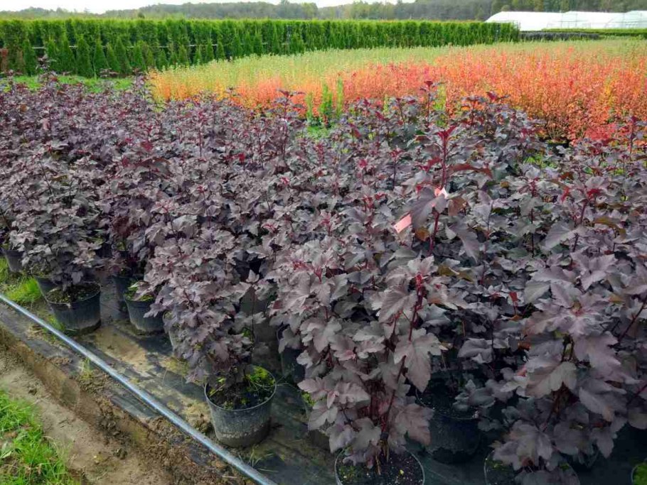 Пузырник луковиценосный папоротник