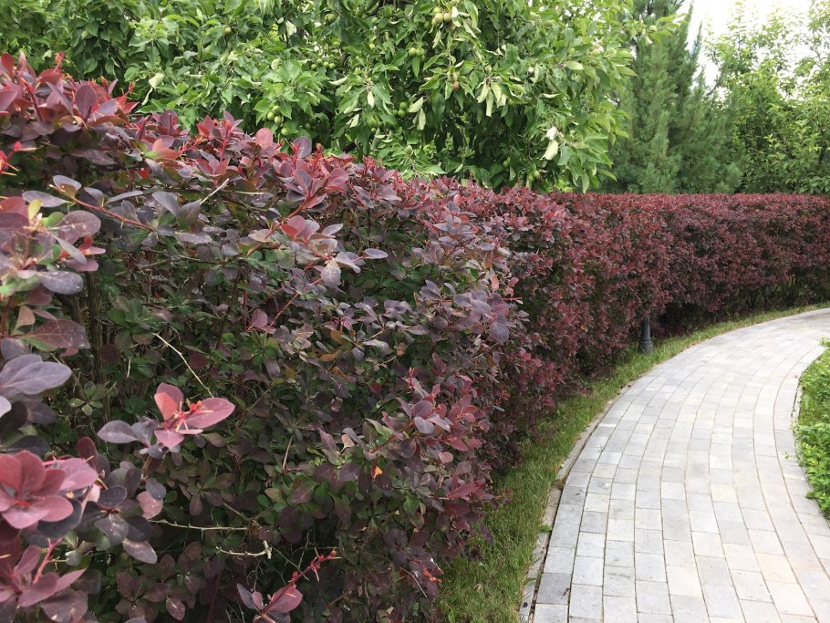 Пузыреплодник калинолистный luteus