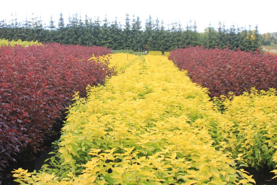 Пузыреплодник калинолистный Лютеус