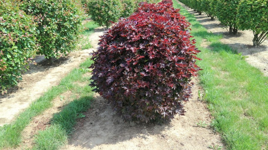 Пузыреплодник нанус