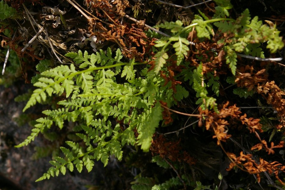 Пузыреплодник Голден дартс