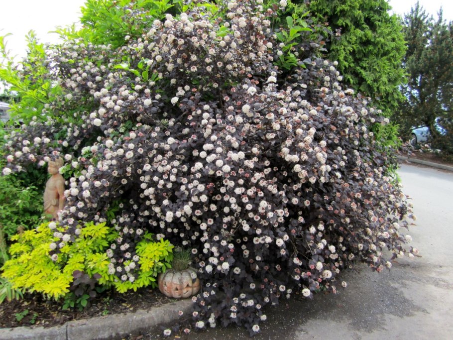 Пузыреплодник калинолистный (Physocarpus opulifolius)