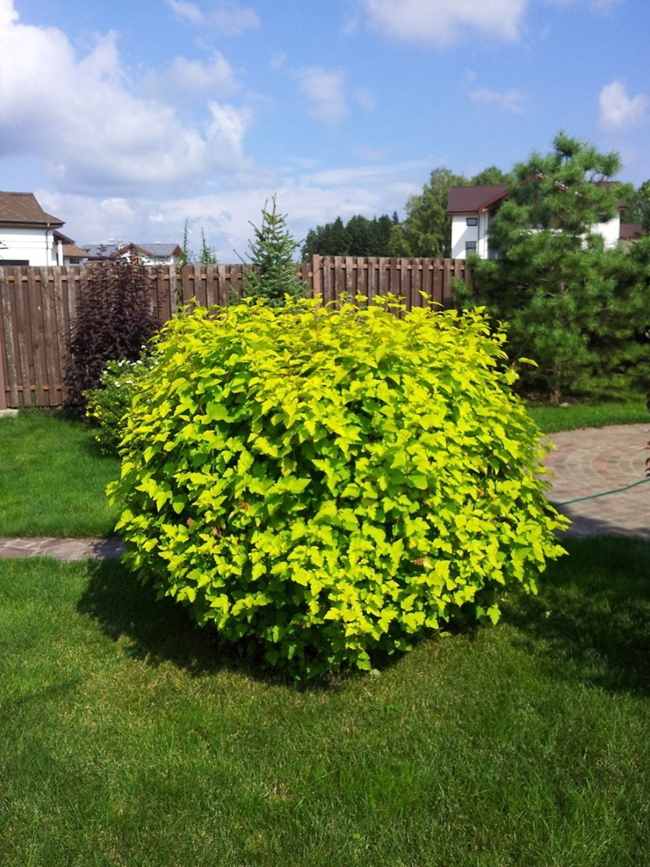 Пузырник судетский