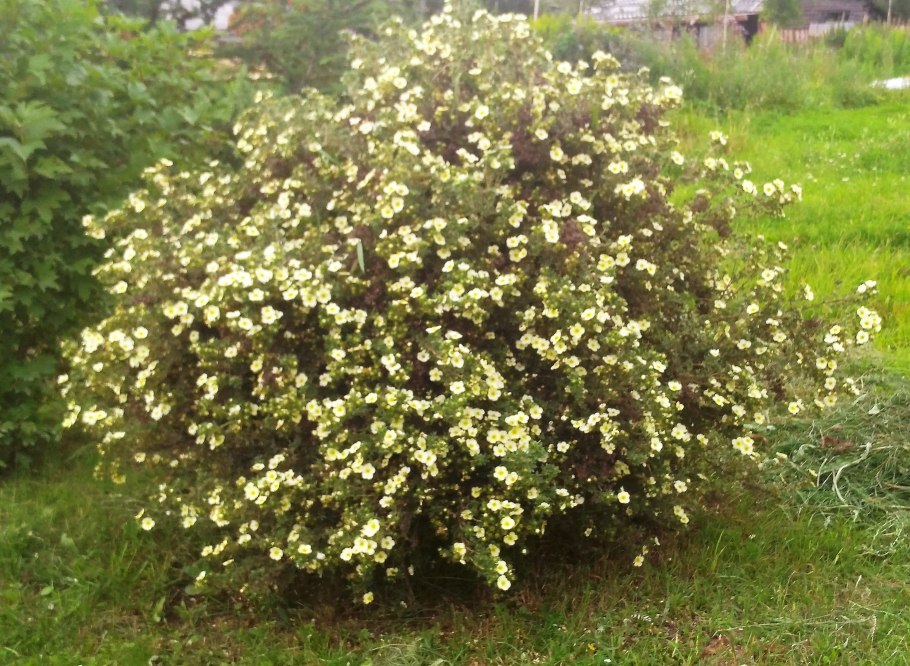 Cystopteris bulbifera (l.) Bernh. Пузырник скальный