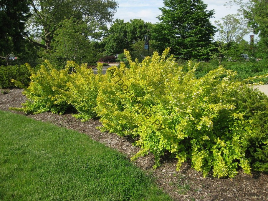 Пузыреплодник калинолистный Диаболо